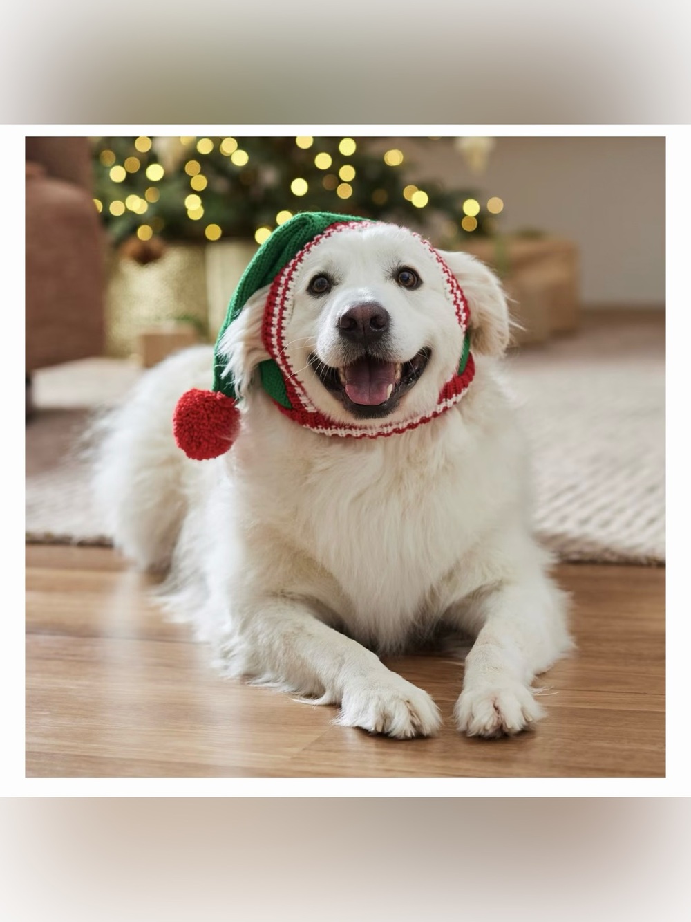 Dog Hat